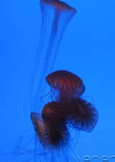 The Peninsula Qatar content image