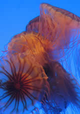 The Peninsula Qatar content image