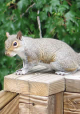 The Peninsula Qatar content image