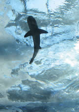 The Peninsula Qatar content image