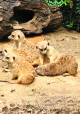 The Peninsula Qatar content image