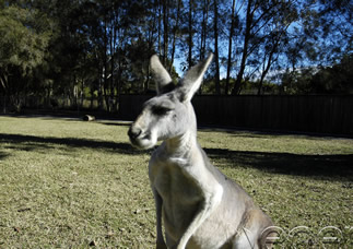 The Peninsula Qatar content image