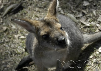 The Peninsula Qatar content image